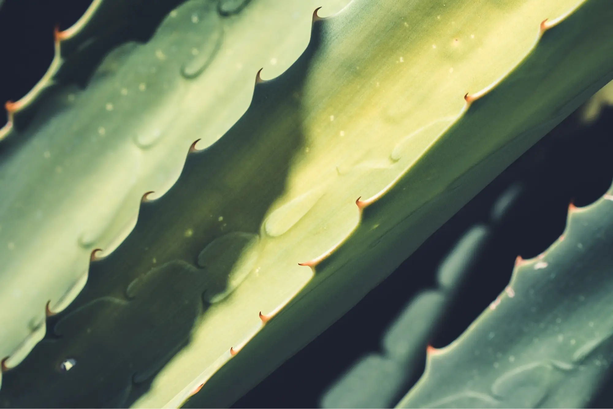 closeup of an aloe vera plant